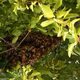 Illustration for article titled BEES! MY GOD!